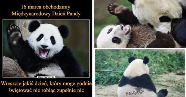 Zobacz najlepsze MEMY na Dzień Pandy! >>>