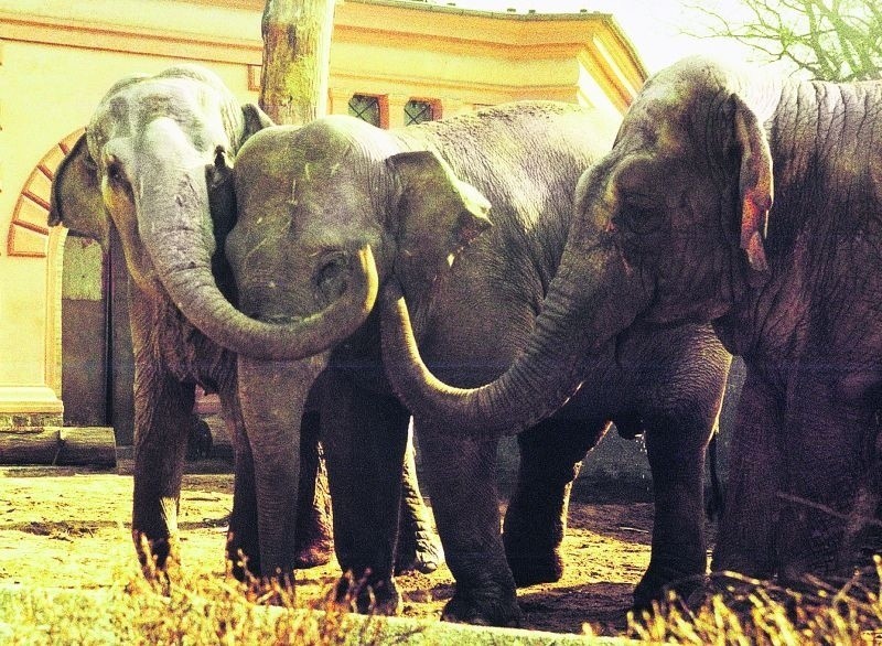 Birma, jedna z dwóch słonic indyjskich, do zoo trafiła 30...