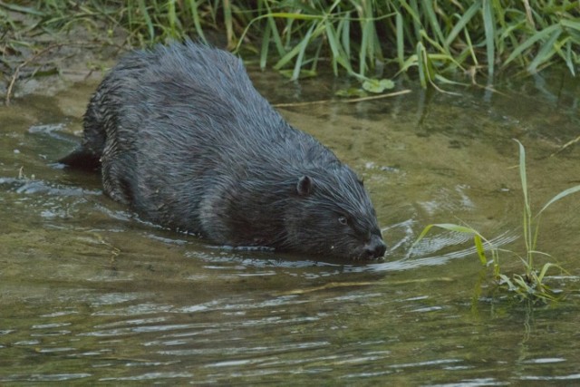 Natura to jeden z ulubionych tematów Lubomiły Chmielewskiej - Szymczak