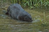 Zduńska Wola. Fotografia wielką miłością Lubomiły Chmielewskiej – Szymczak ZDJĘCIA