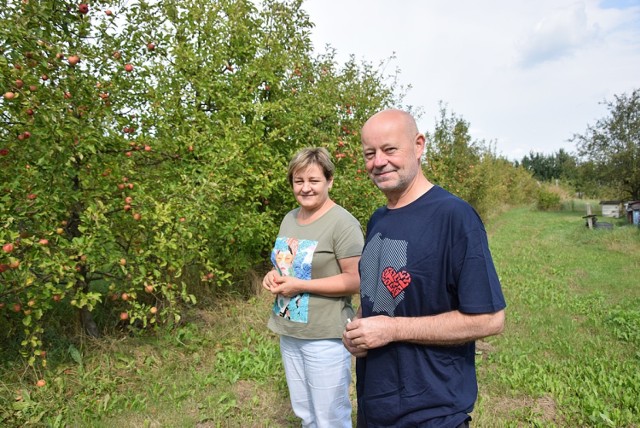 Pan Tomasz z żoną do produkcji cydru używają tylko jabłek z dużych, dorodnych drzew.