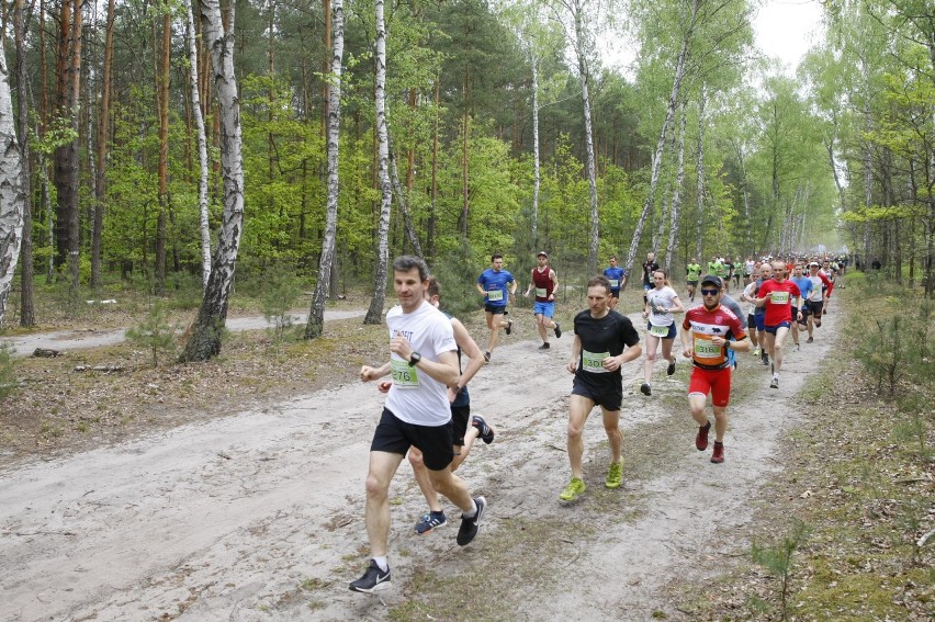 Bieg Łosia 2019. Biegacze ponownie rywalizowali w Puszczy Kampinoskiej [ZDJĘCIA]