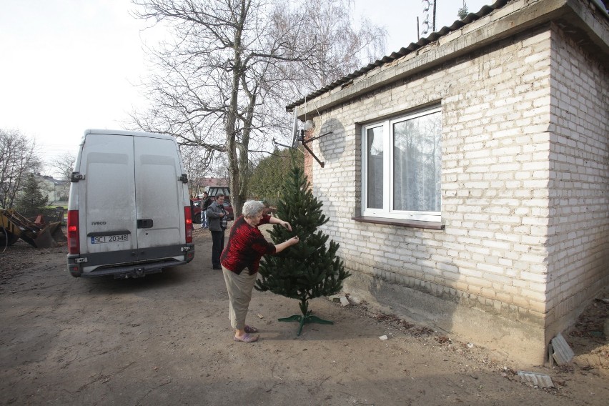 Kto wymyślił choinki? Nie wiemy, ale pochodzą z naszych Koziegłów [ZDJĘCIA]