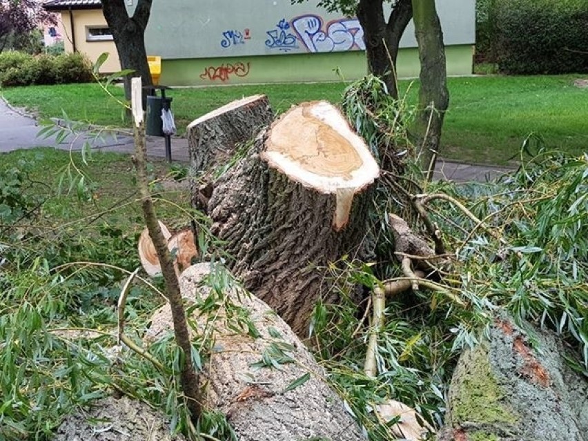 Drzewa w Kielcach ścinane bez powodu? Społdzielnia: Zadecydowały względy bezpieczeństwa