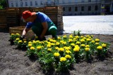 Plac Litewski z nowymi kwiatami 