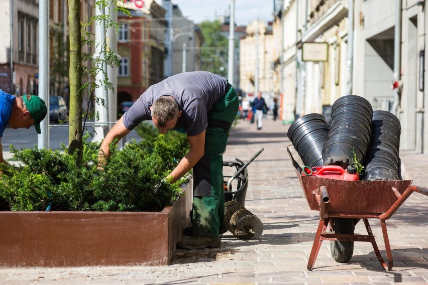 Kraków. Na ul. Krakowskiej pojawiły się kolejne drzewa [ZDJĘCIA]