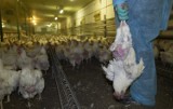 Wyrok w sprawie hodowcy drobiu z Lisowic pod Legnicą. Kury konały z wycieńczenia
