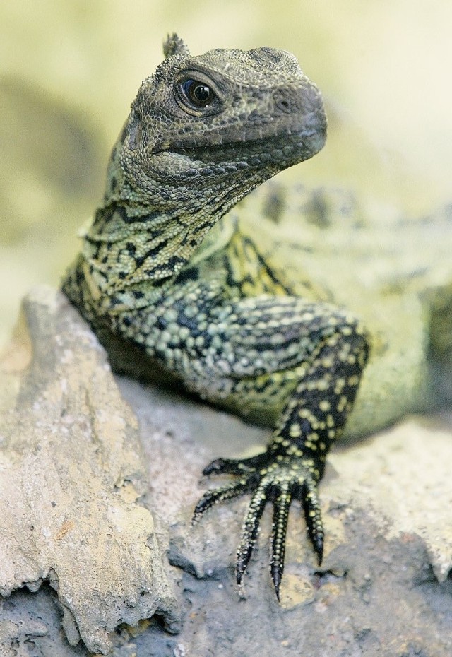 W naszym zoo żyje tylko jedna agama kołnierzasta