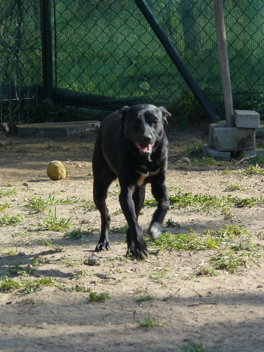 Właściciel wyrzucił adoptowaną ze schroniska suczkę