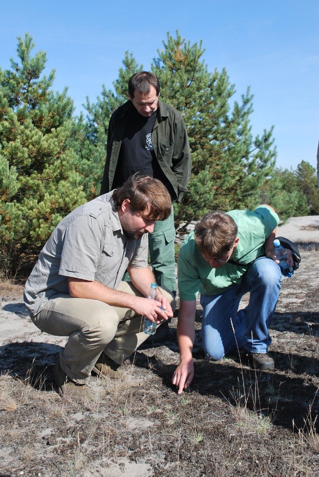 Naukowcy pod koniec września przyglądali się roślinom na Pustyni Błędowskiej. Muszą poczekać do wiosny, by wyznaczyć tereny, na których rośnie chroniony storczyk