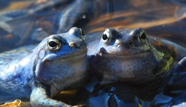 żaba moczarowa (Rana arvalis)