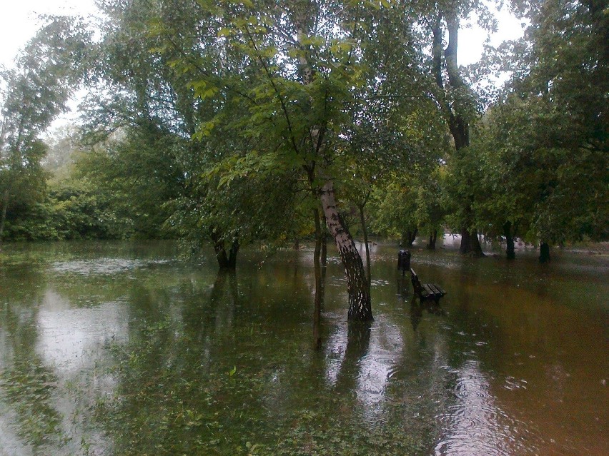 Wrocław: Wylewa Brochówka, park pod wodą (ZDJĘCIA)