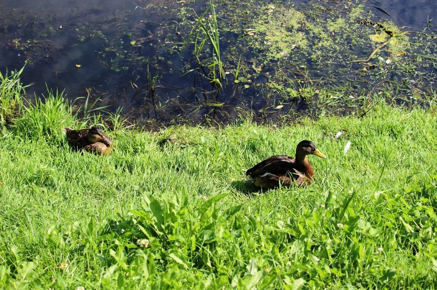 Zamkowy park w pięknej letniej szacie [ZDJĘCIA]