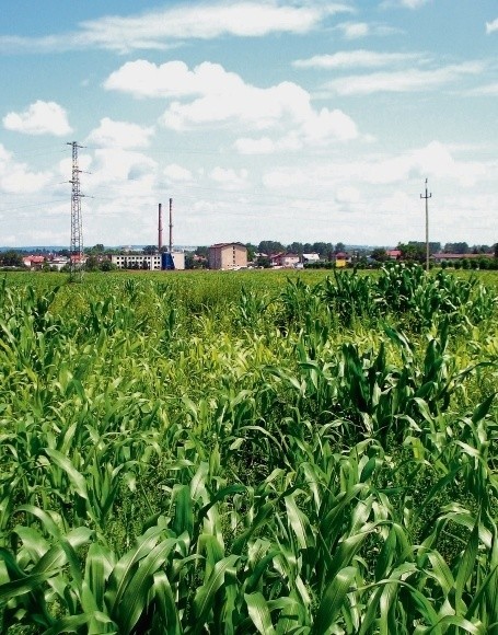 Tu, na polach Będusza, ma stanąć nowa kopalnia