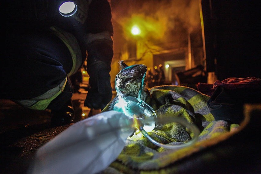 Pożar na Nawrot 43 w Łodzi. 5 osób rannych, 2 koty nie żyją [ZDJĘCIA+FILM]
