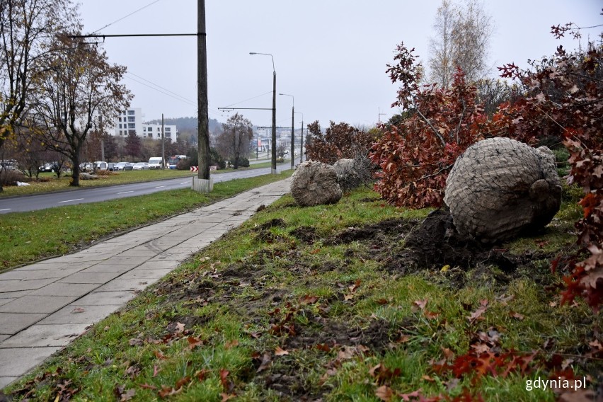 Przy okazji budowy węzła przy stacji PKM Karwiny nie zostaną wycięte okoliczne drzewa. "Trudne czasy" przeczekają w Kolibkach ZDJĘCIA