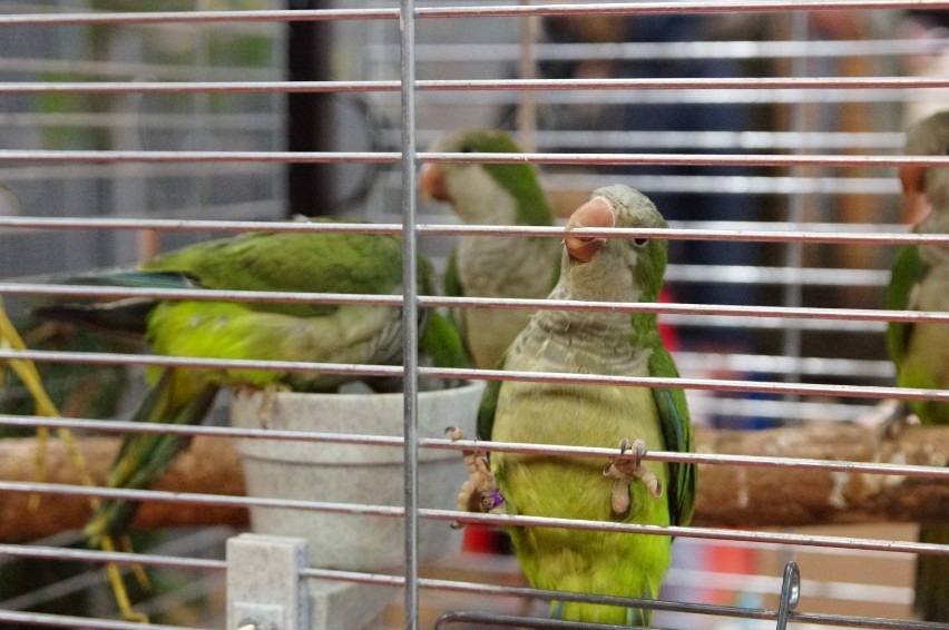 Wystawa ptaków egzotycznych w Kaliszu
