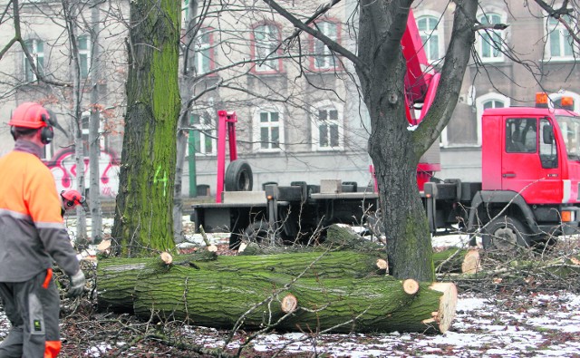 Wycinka w Sosnowcu, ale Czytelnicy z wielu miast skarżą się, że wbrew ich woli giną piękne drzewa