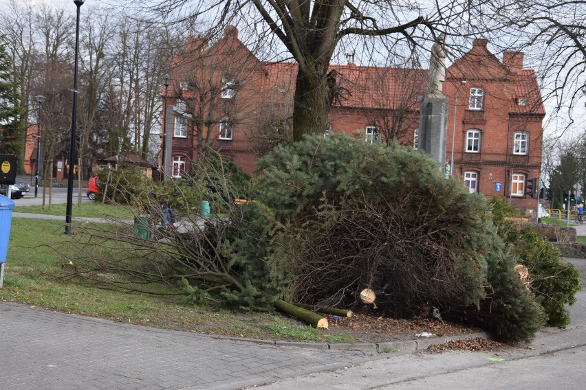 Starogard Gd. Drzewa poszły pod topór. Jaki był powód?  ZDJĘCIA