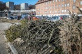 W Gdańsku wycięto ponad dwadzieścia chorych drzew. Stwarzały zagrożenie dla pieszych