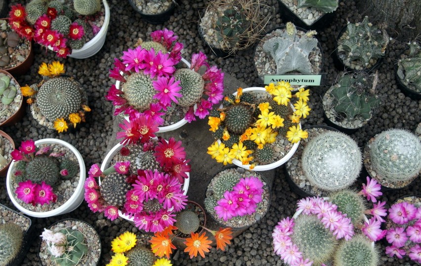 Wystawa kaktusów i innych sukulentów w Ogrodzie Botanicznym (ZDJĘCIA)