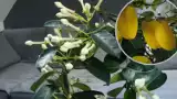Stefanotis to piękny kwiat doniczkowy. Ale dlaczego żółkną mu liście i co z tym zrobić? Na to zwróć uwagę, szczególnie jesienią