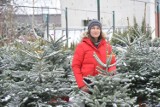 Choinki w Malborku. Gdzie kupić drzewko i ozdoby na Boże Narodzenie w mieście i w okolicach? Podpowiadamy