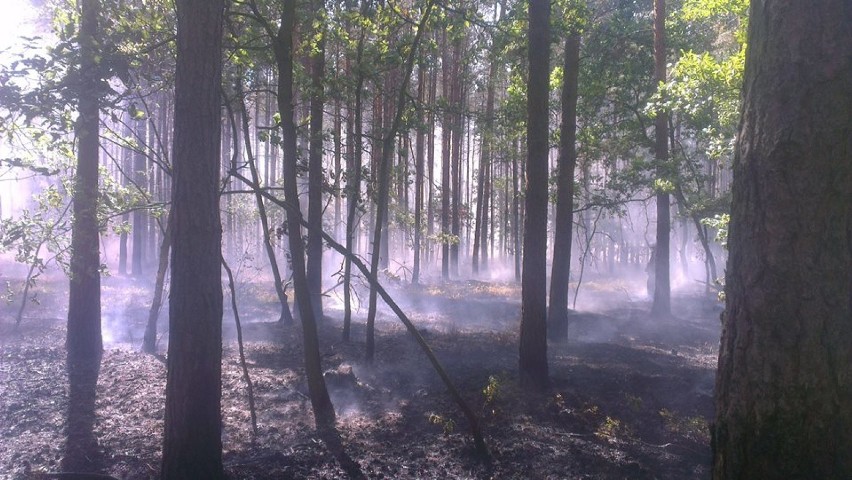 Pożar lasu w miejscowości Osówie