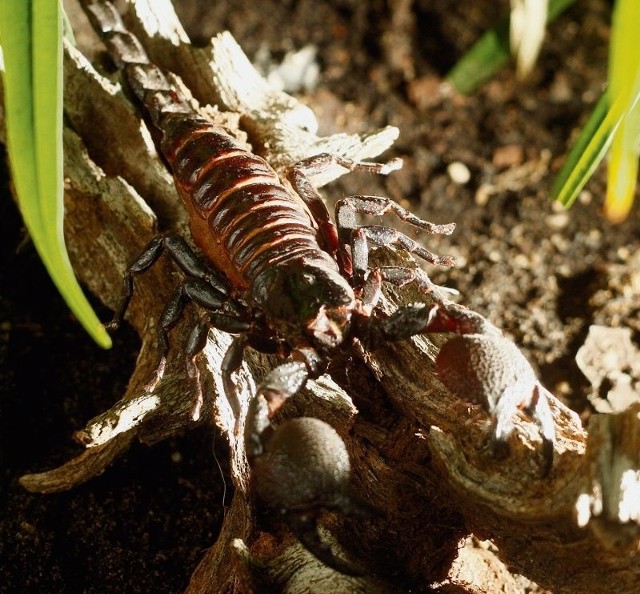 Skorpiony otacza zła legenda, ale są niezbyt groźne dla człowieka