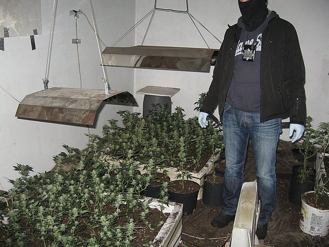Plantacja marihuany zlikwidowana w Kozach [ZDJĘCIA]
