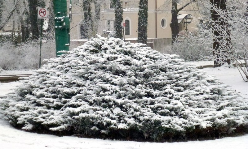 Zima w Poznaniu potrafi być przepiękna. Zobaczcie niezwykłe zdjęcia! [GALERIA]