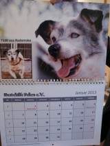 Psy z Radomska w kalendarzu fundacji Hundehilfe Polen