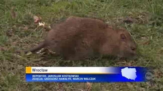 Szczury we Wrocławiu: TVN drwi z wrocławskich urzędników