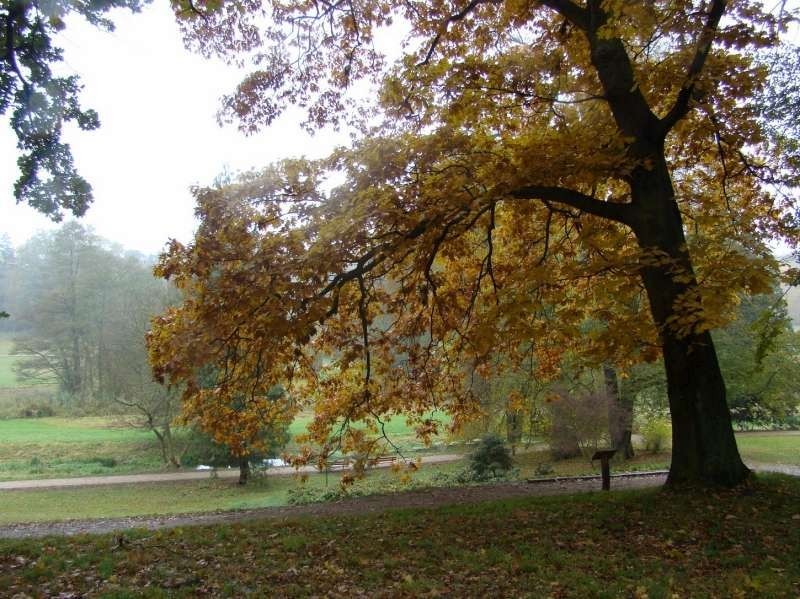 Gołuchów - park jesienią