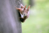 Wiewiórki w legnickim parku [ZDJĘCIA]
