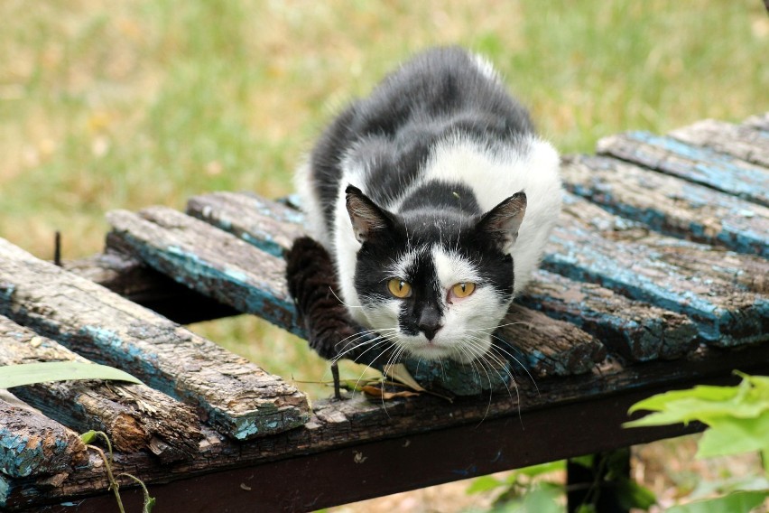 Z osiedla Wschód w Wągrowcu zniknęła budka dla bezdomnych kotów 