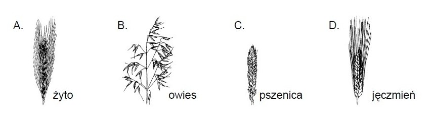 Sprawdzian 2013. Szóstoklasisto, sprawdź swoje umiejętności [TEST]