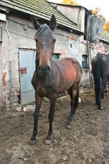 Wieluń: Koszmar głodzonych koni w hodowli w Starzenicach