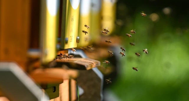 Chodź bywają natrętne, dokuczliwe, a nawet niebezpieczne, za zabicie pszczoły, osy lub szerszenia mogą grozić wysokie kary. W skrajnym przypadku grzywna wynosi nawet 65 tysięcy. Koniecznie poznajcie szczegóły!

Czytaj dalej. Przesuwaj zdjęcia w prawo - naciśnij strzałkę lub przycisk NASTĘPNE

CZYTAJ TAKŻE: Użądlenie osy, pszczoły, szerszenia – czy jest niebezpieczne? Kiedy użądlenie może wywołać wstrząs anafilaktyczny?





