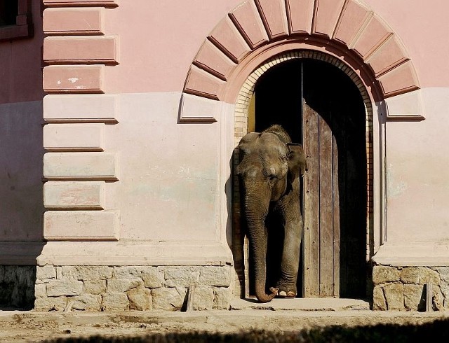 Ciekawe, co Birma na to, że gotuje dla niej sam szef zoo