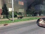 Sławno: Wielki odyniec spaceruje ulicą Armii Krajowej [ZDJĘCIA] - uwaga na dziki!!!!