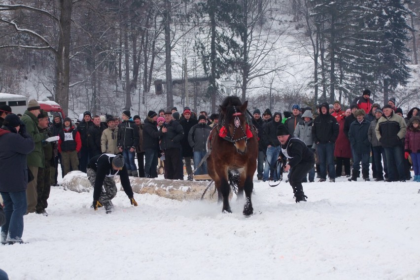 Konie w konkurencji siła  uciąg musiały przeciągnąć spory...