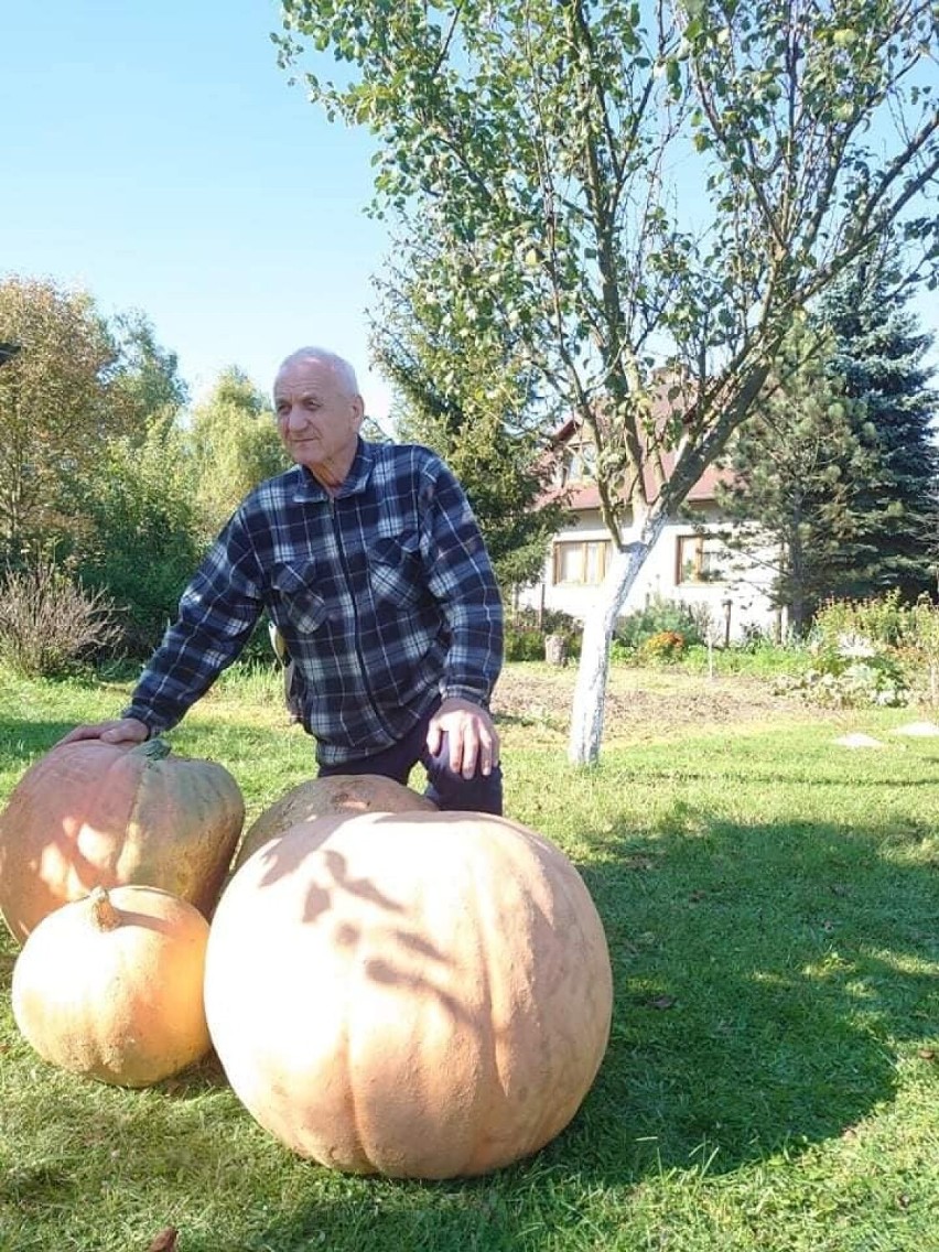 Gigantyczne dynie wyhodowali mieszkańcy Inowłodza [ZDJĘCIA]