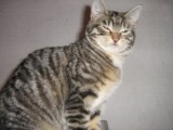 Głosuj na koty z Radomska w konkursie KRAKVET! Pomóż TONZ zdobyć karmę!