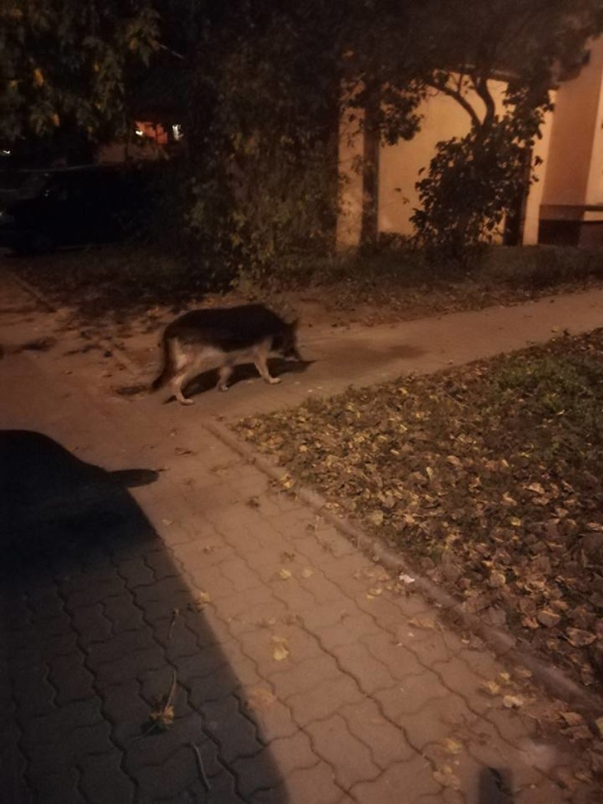 Poszukiwany właściciel psa! Kundel kręci się po warszawskiej Woli