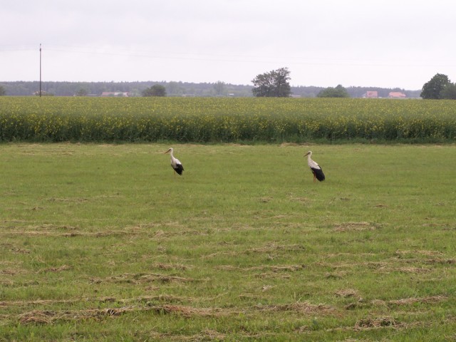 Para bocianów zauważona na łąkach między Swarzędzem a  Pobiedziskami. Było to jednak kilka lat temu - wiosną.