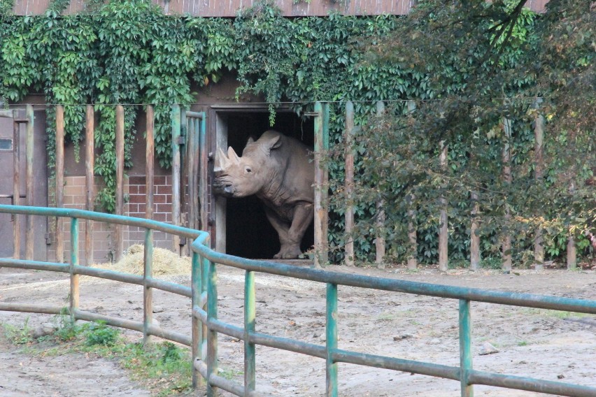 Do zoo w Poznaniu przyjechał Kiwu - 32-letni nosorożec...