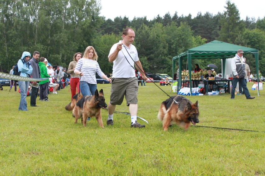 Klubowa Wystawa Wyżłów 2012 w Rybniku [ZDJĘCIA]