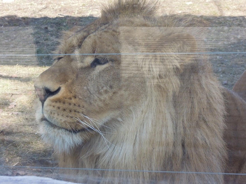 Zoo w Zamościu