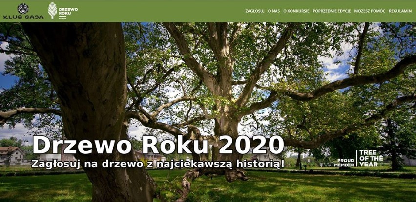 Gmina Wielgomłyny. Dąb w Krzętowie walczy o tytuł Drzewa Roku 2020. Zagłosuj!